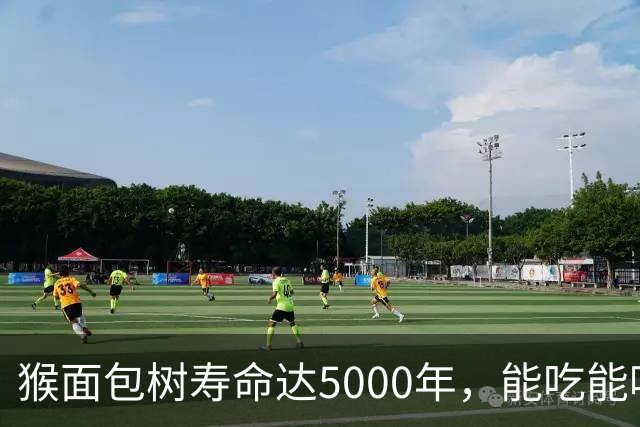 猴面包树寿命达5000年，能吃能喝又能住，为何引进中国却大变样？